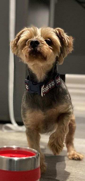 Carlos (Dog) Extrusion Work Experience